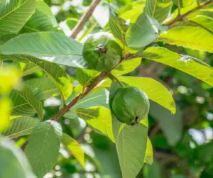 Guava Leaves For Sore Eyes